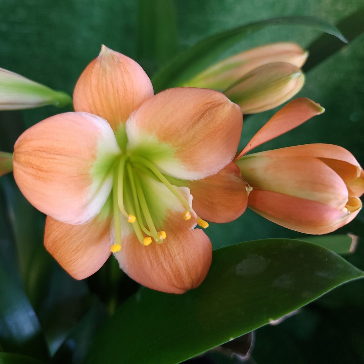 Peach Green Throat Clivia miniata