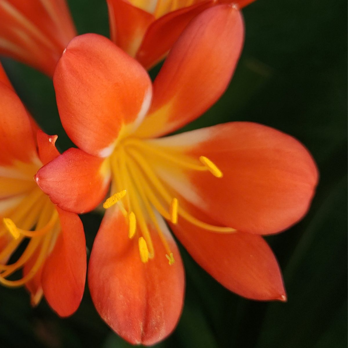 Orange Clivia miniata