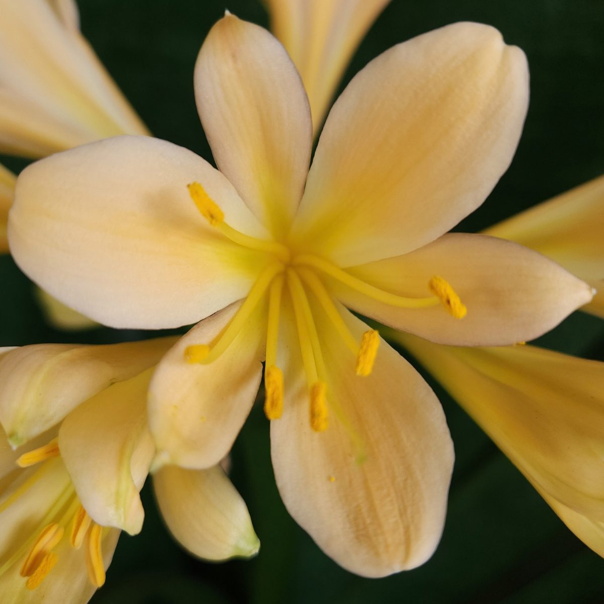 Peach Clivia miniata