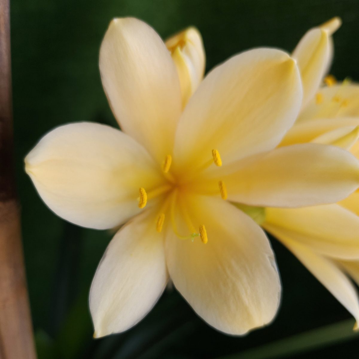 Peach Clivia miniata