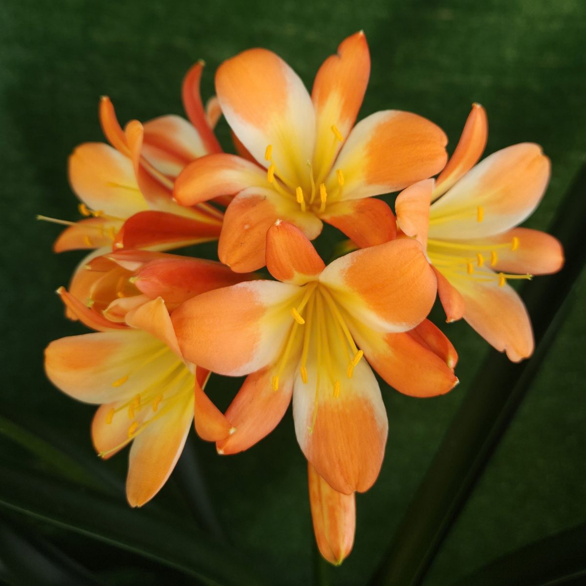 Splashed Peach Clivia miniata