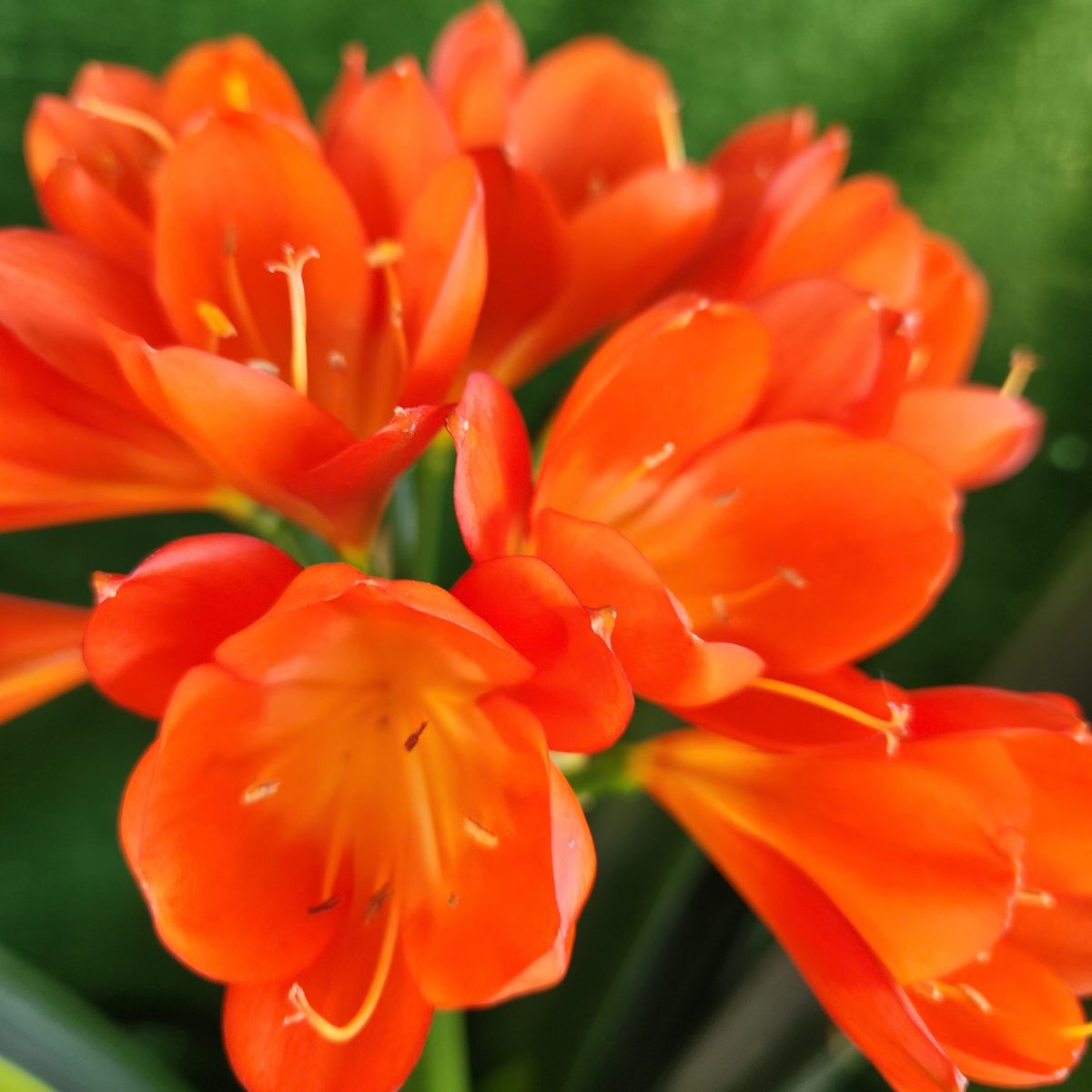Orange Clivia miniata