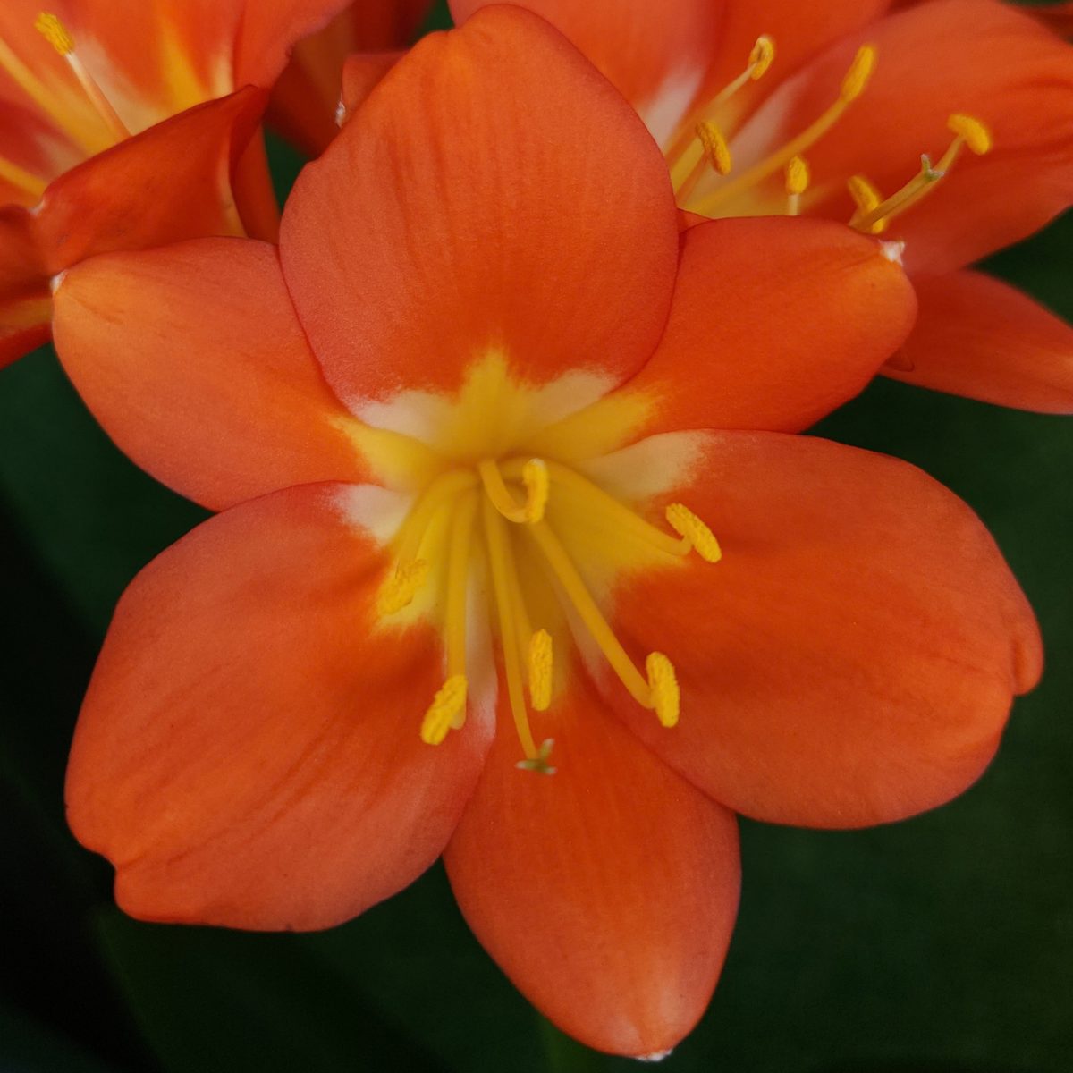 Orange Clivia miniata