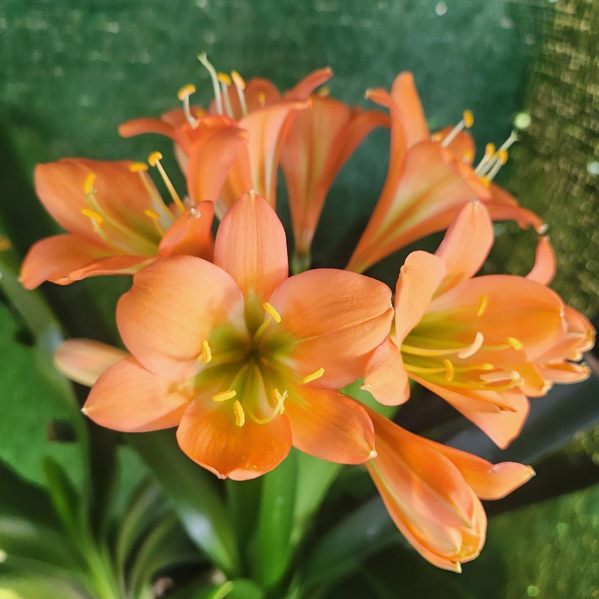 Bronze Green Throat Clivia miniata