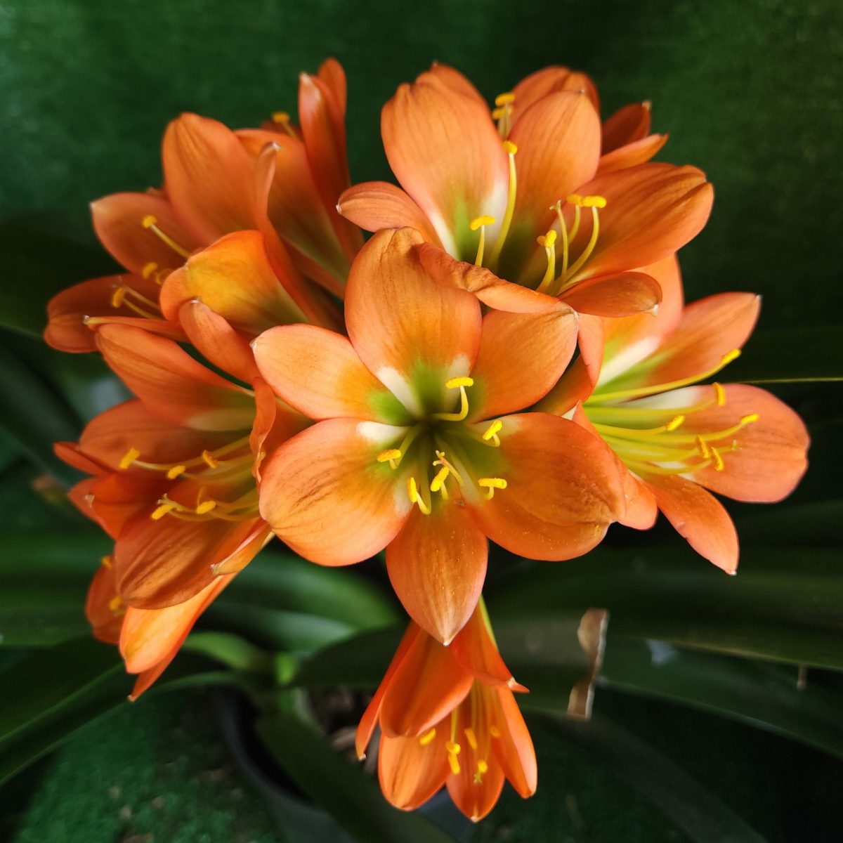 Dark Orange Green Throat Clivia miniata