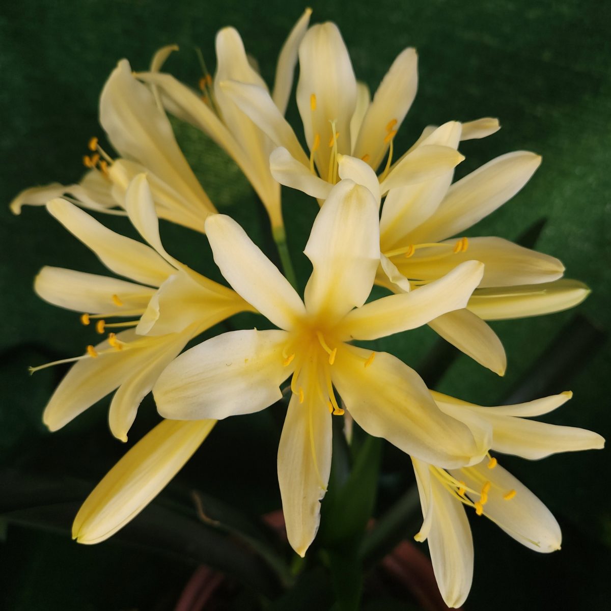 Yellow Clivia miniata