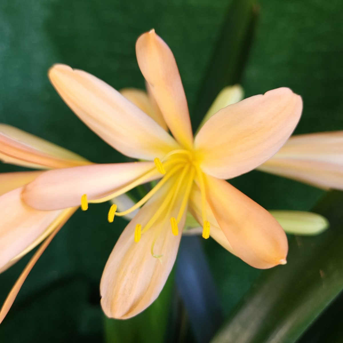 Peach Clivia miniata