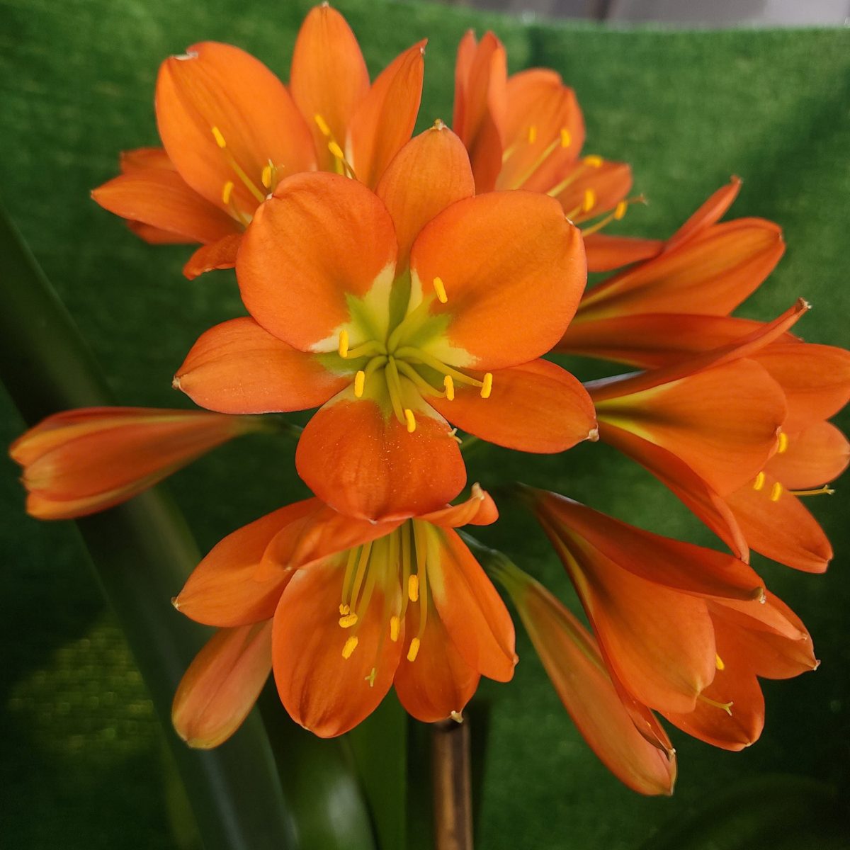 Bronze Orange Green Throat Clivia miniata