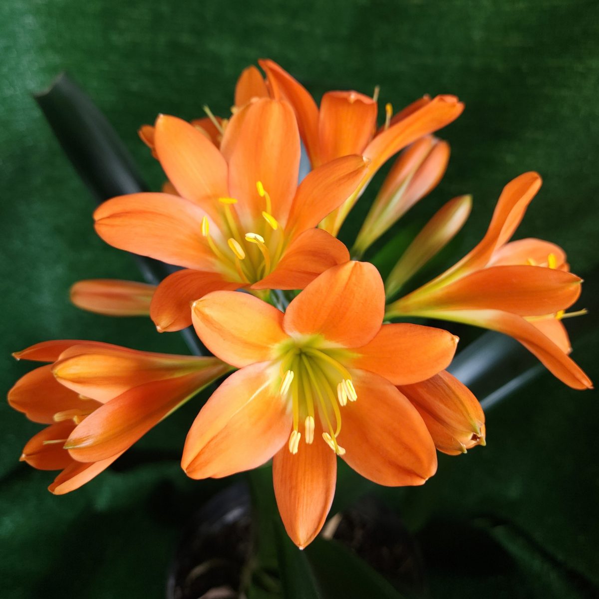 Apricot Clivia miniata