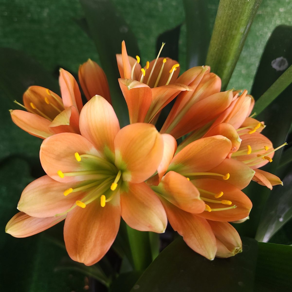 Bronze Green Throat Clivia miniata