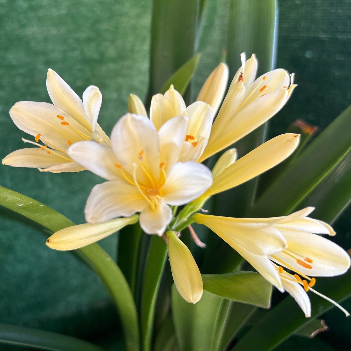 Yellow Clivia miniata