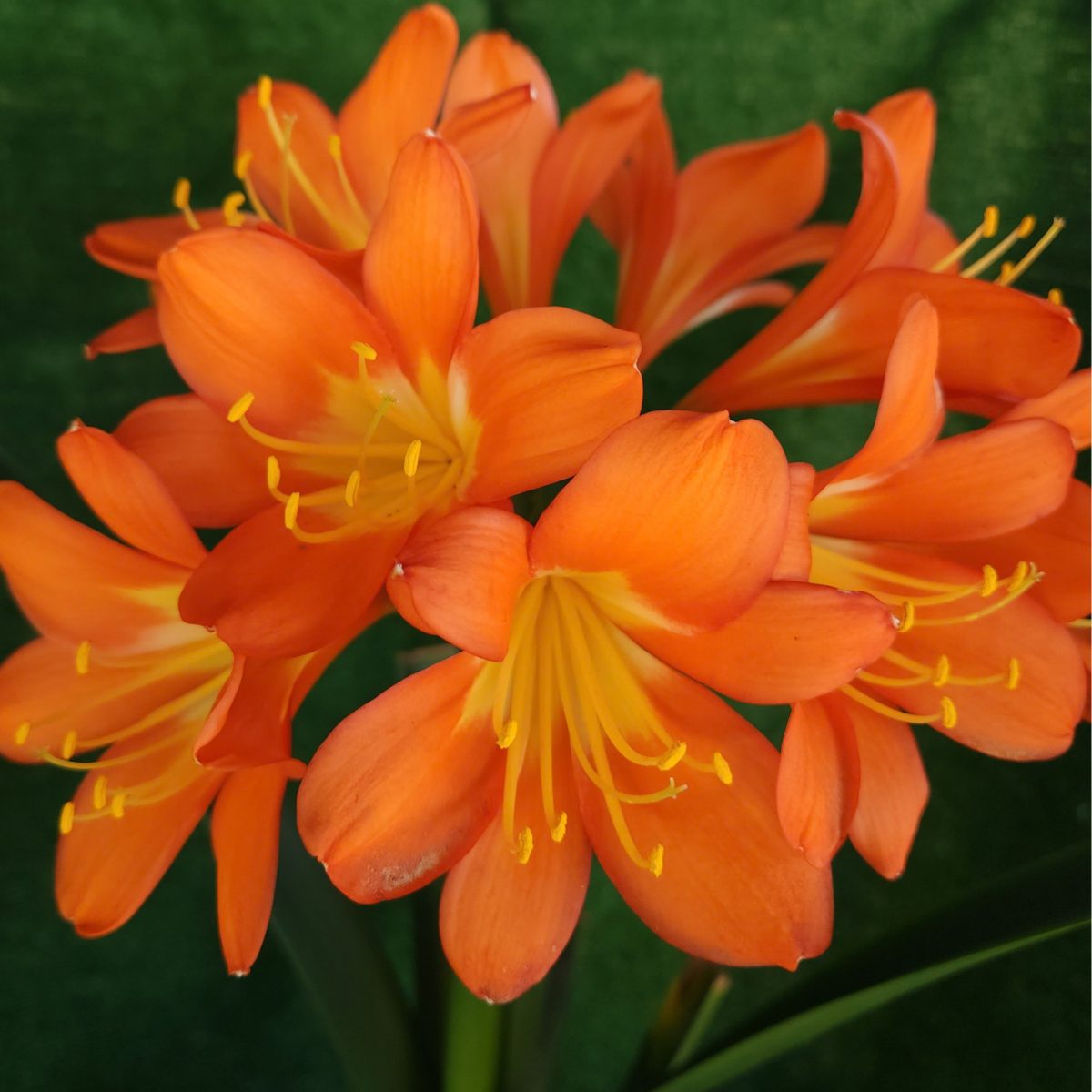 Orange Clivia miniata