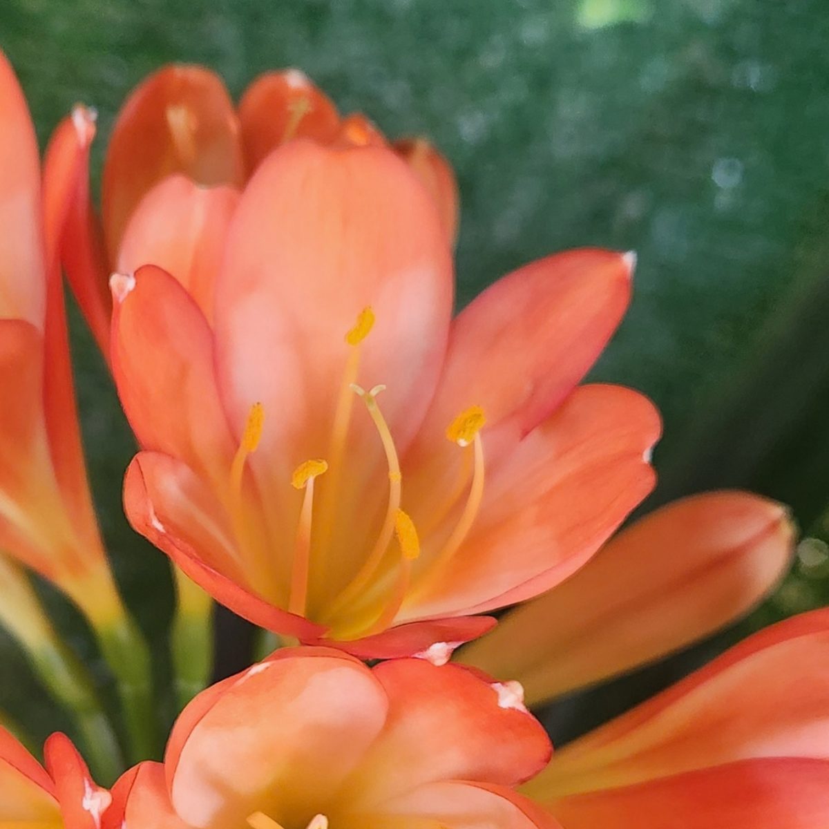 Ghost Water Colour Salmon Clivia miniata