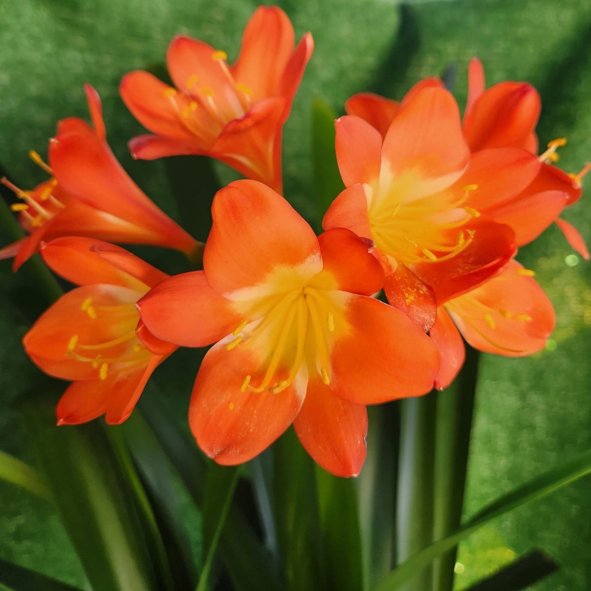 Orange Clivia miniata