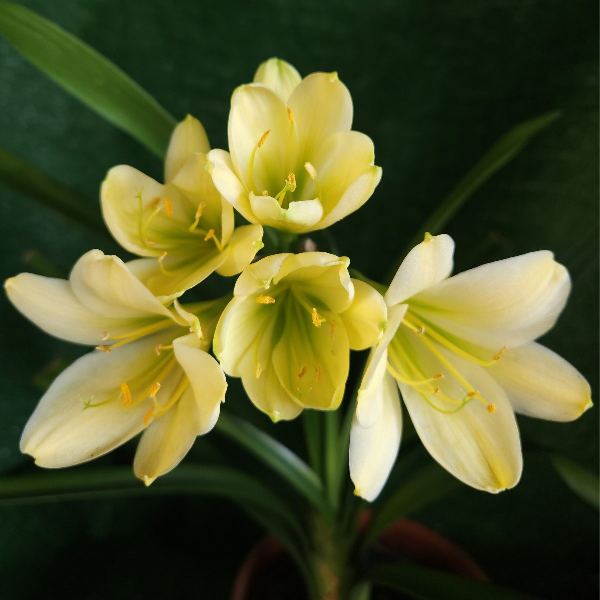 Yellow Green Throat Clivia miniata
