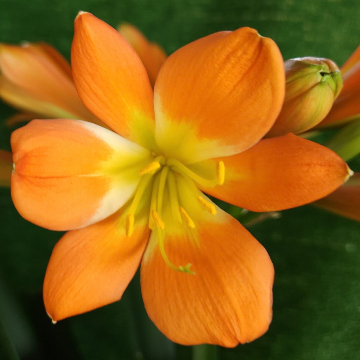 Green Throat Yellow Orange Bicolor Clivia miniata