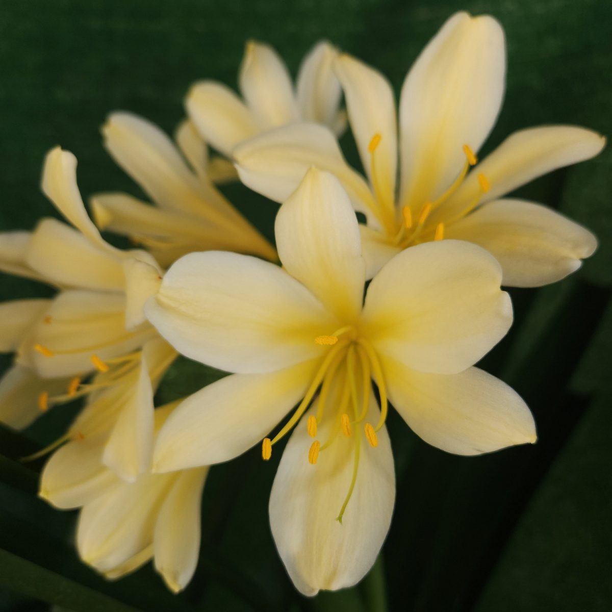 Yellow Clivia miniata