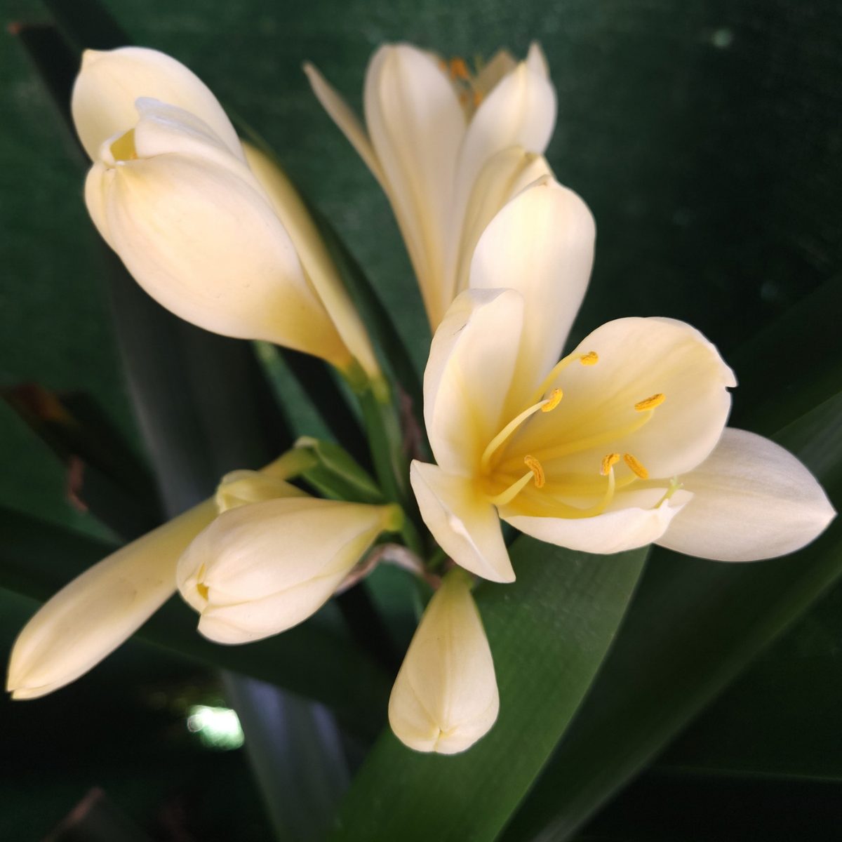 Yellow Clivia miniata