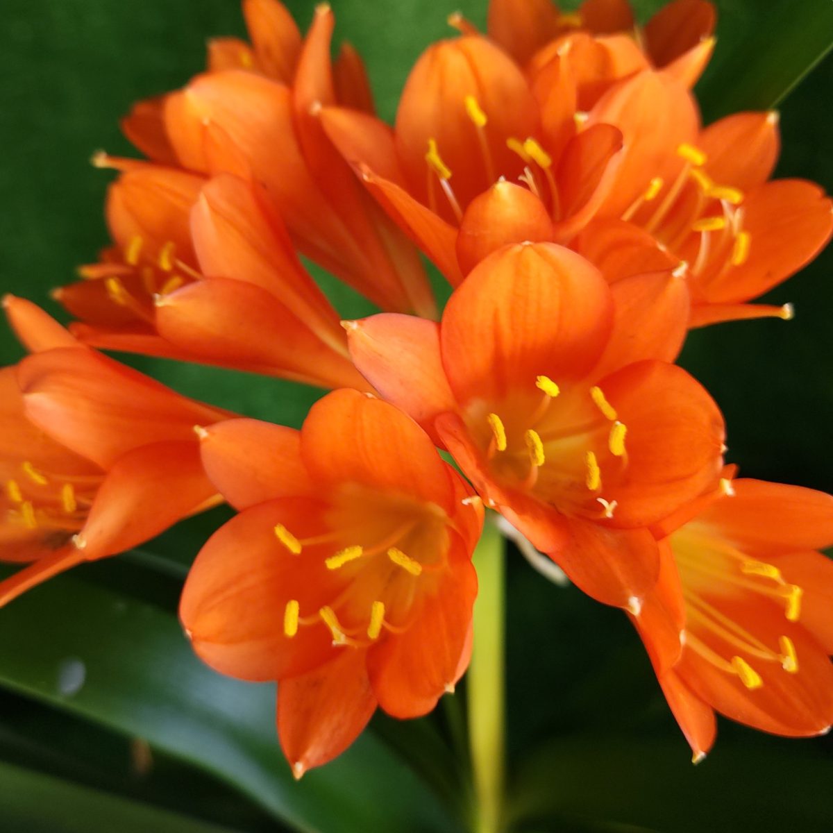 Orange Clivia miniata