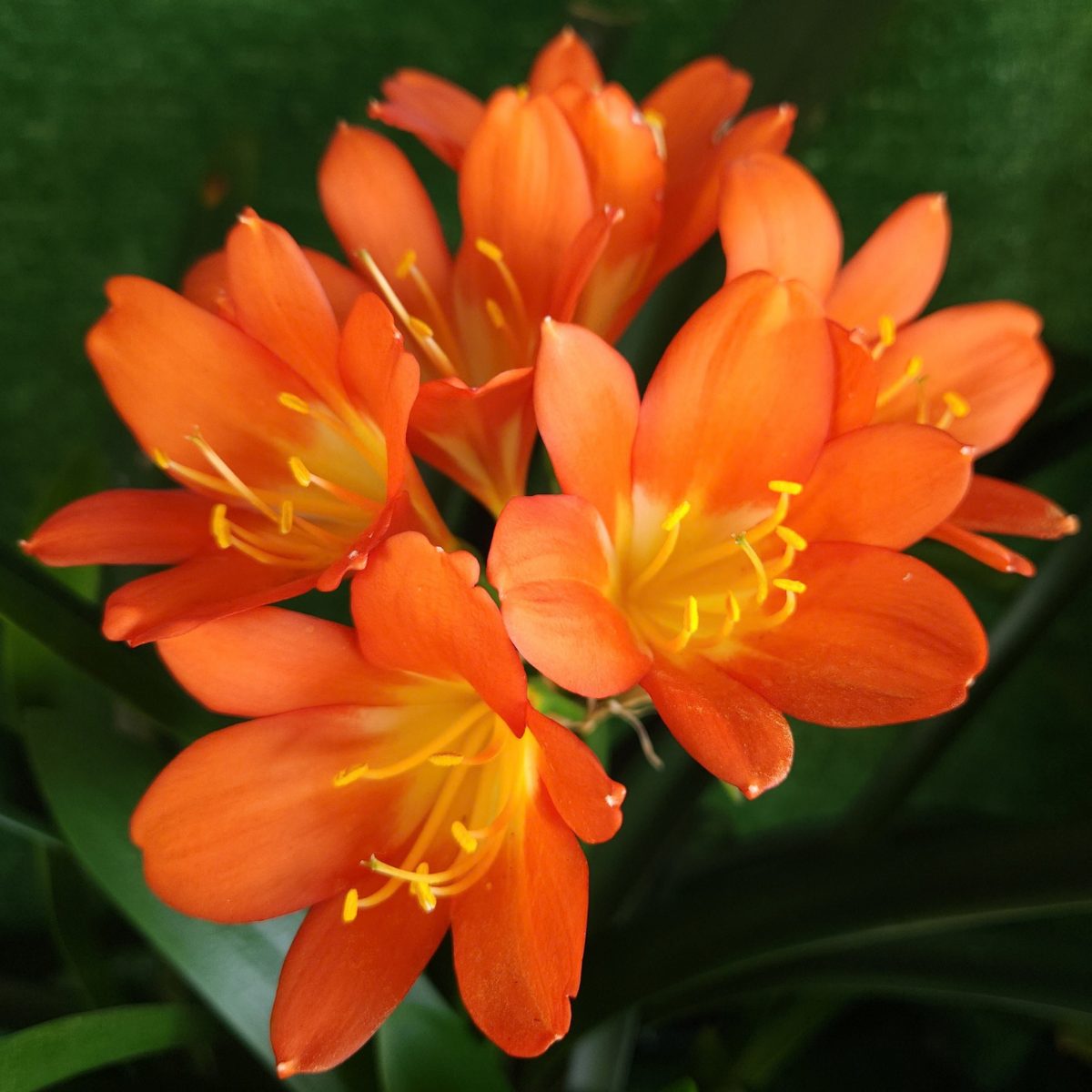 Orange Clivia miniata