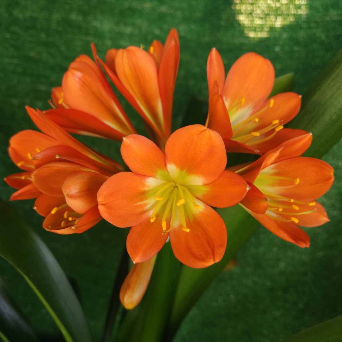 Orange Green Throat Clivia miniata