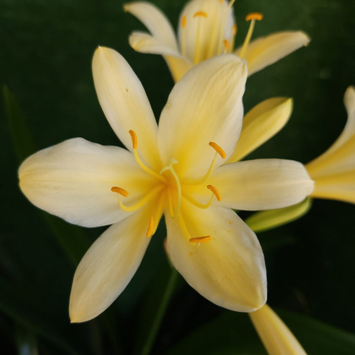 Yellow Clivia miniata