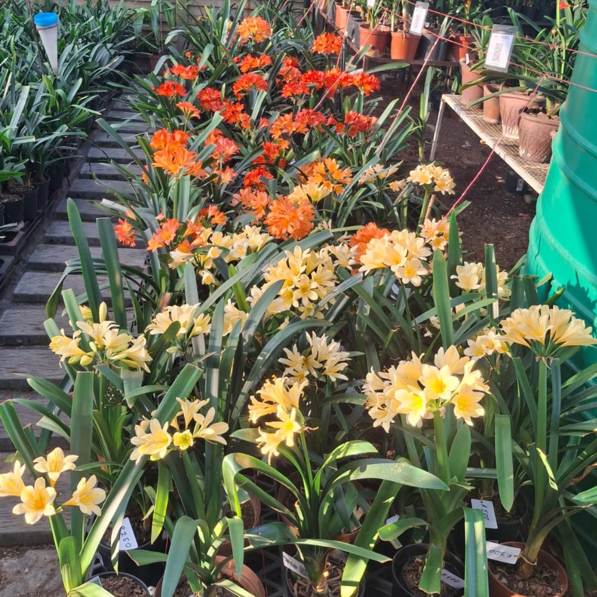 Orange and yellow Clivias in flower in the greenhouse